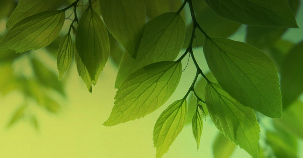 Kotły CO, Piece CO – KOTŁOPLAZM –